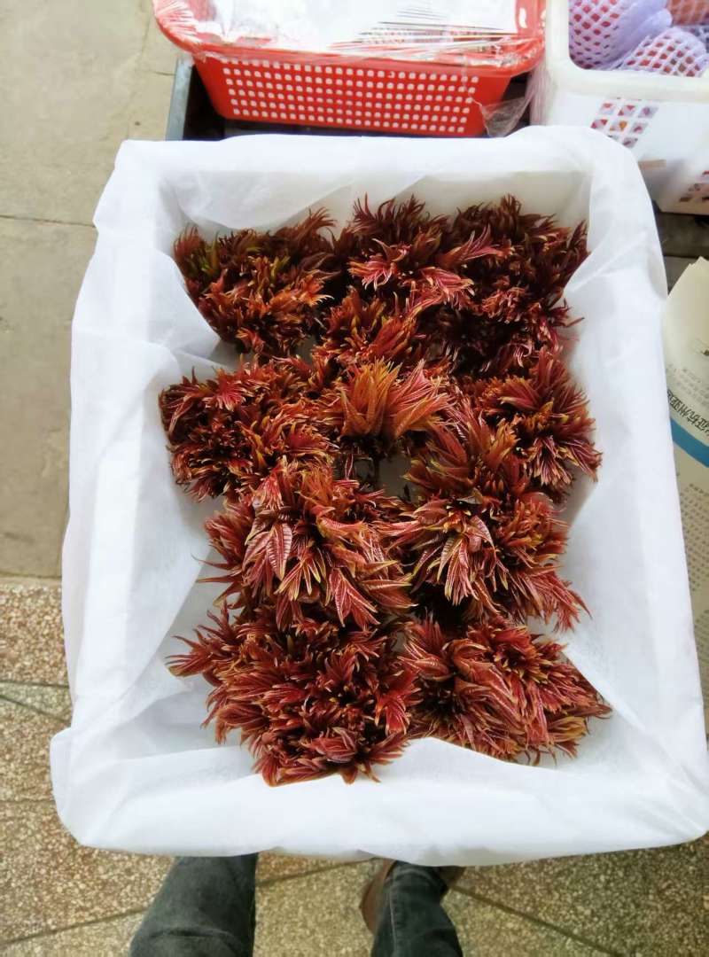 四川大竹红油香椿，露天培植自然成熟大自然的美味馈赠