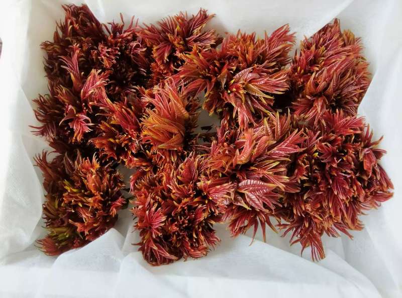 四川大竹红油香椿，露天培植自然成熟大自然的美味馈赠