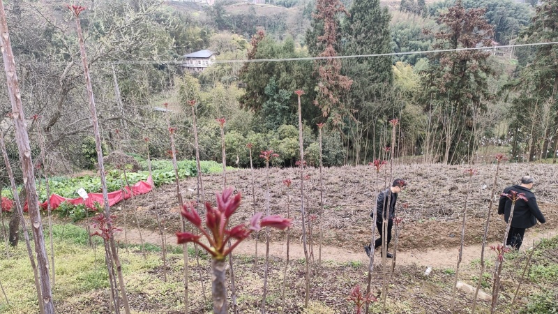 四川大竹红油香椿，露天培植自然成熟大自然的美味馈赠
