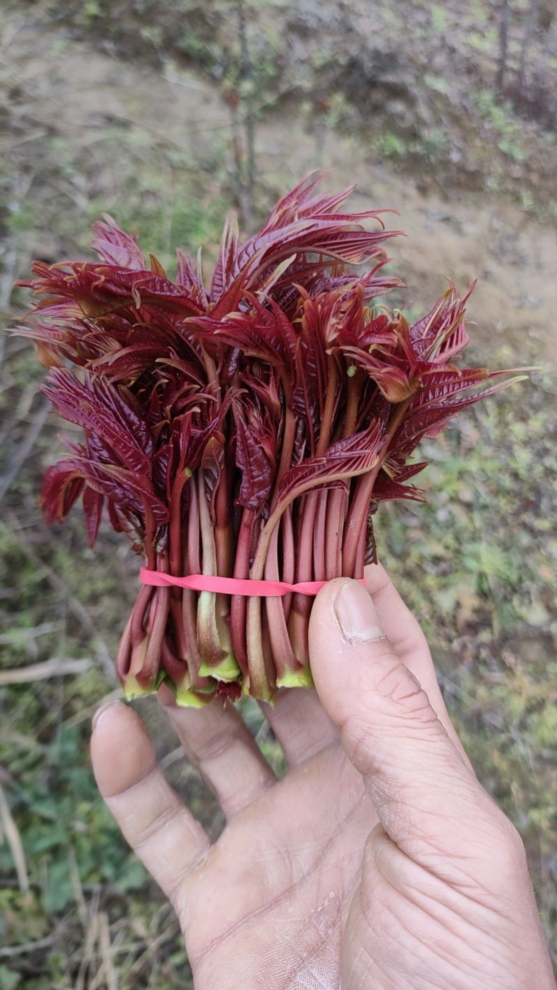 四川大竹红油香椿，露天培植自然成熟大自然的美味馈赠