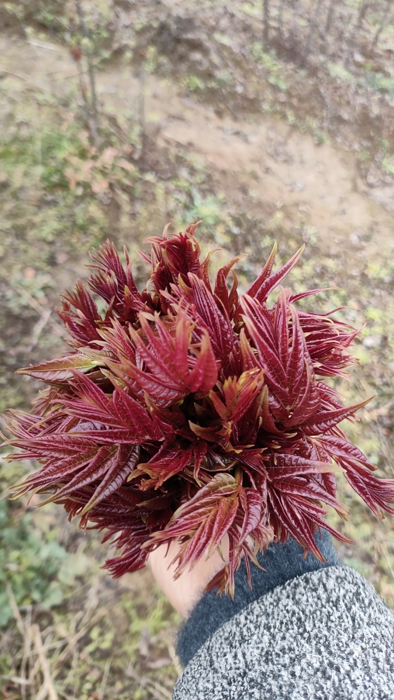 四川大竹红油香椿，露天培植自然成熟大自然的美味馈赠