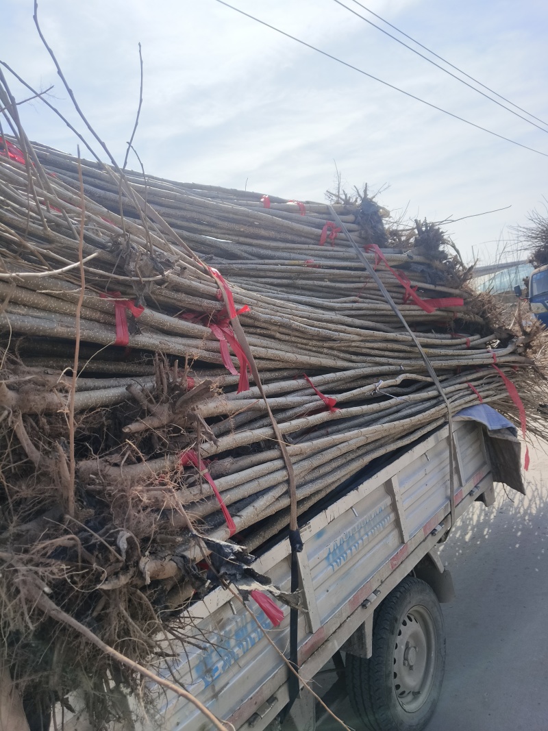 107速生杨树苗白杨树苗大型种植基地价格优惠