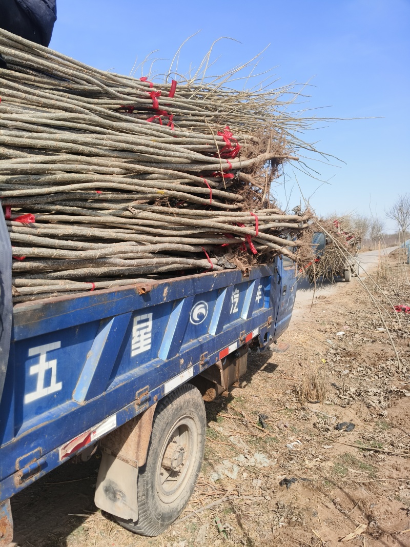 107速生杨树苗白杨树苗大型种植基地价格优惠