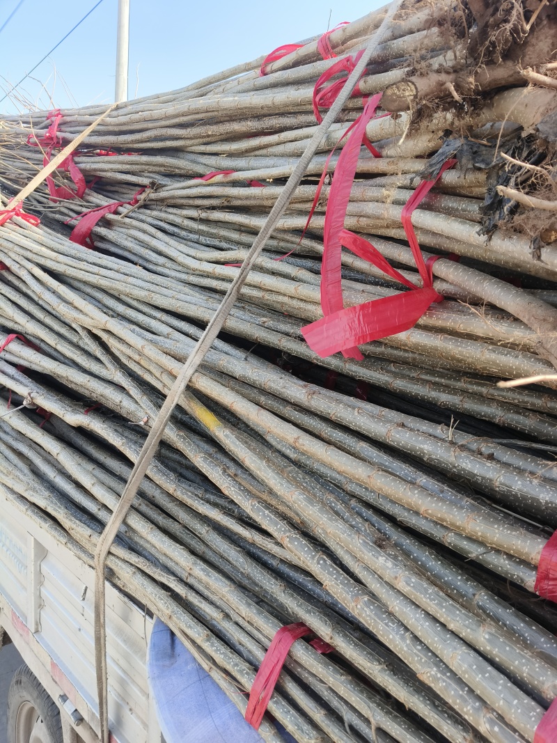 107速生杨树苗白杨树苗大型种植基地价格优惠