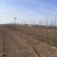 107速生杨树苗白杨树苗大型种植基地价格优惠