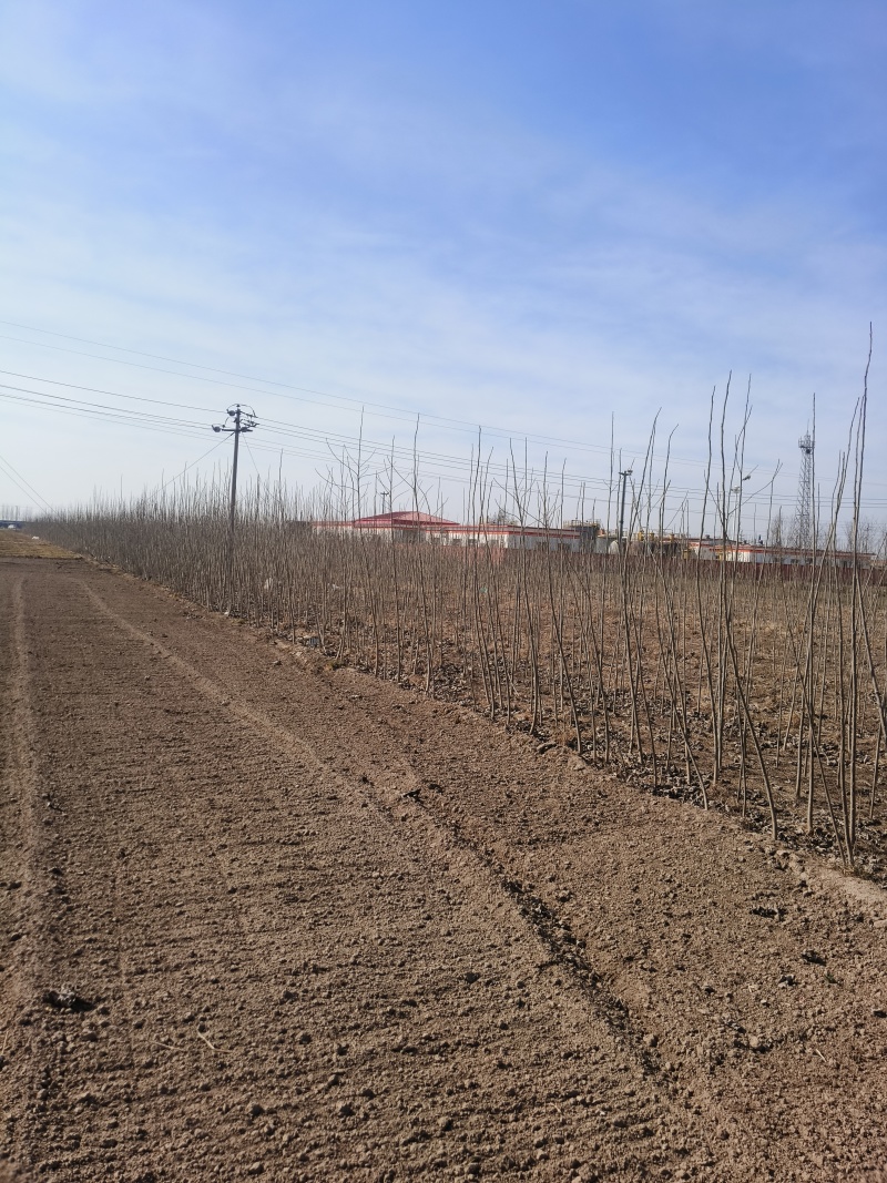 107速生杨树苗白杨树苗大型种植基地价格优惠