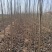 107速生杨树苗白杨树苗大型种植基地价格优惠