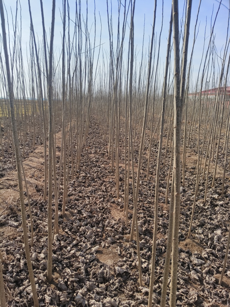 107速生杨树苗白杨树苗大型种植基地价格优惠