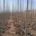 107速生杨树苗白杨树苗大型种植基地价格优惠