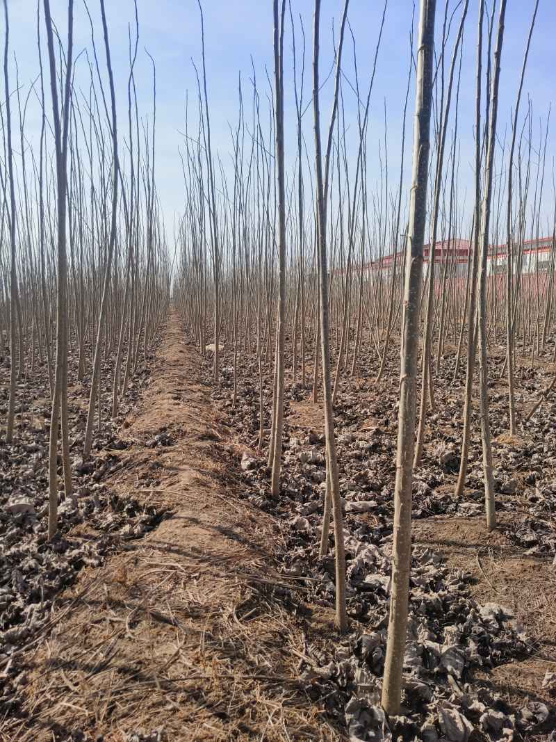 107速生杨树苗白杨树苗大型种植基地价格优惠