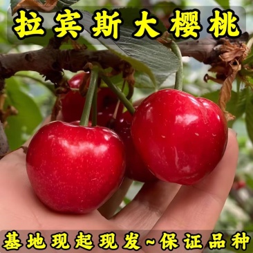 拉宾斯大樱桃苗品种纯真基地现起现发根系发达成活率高