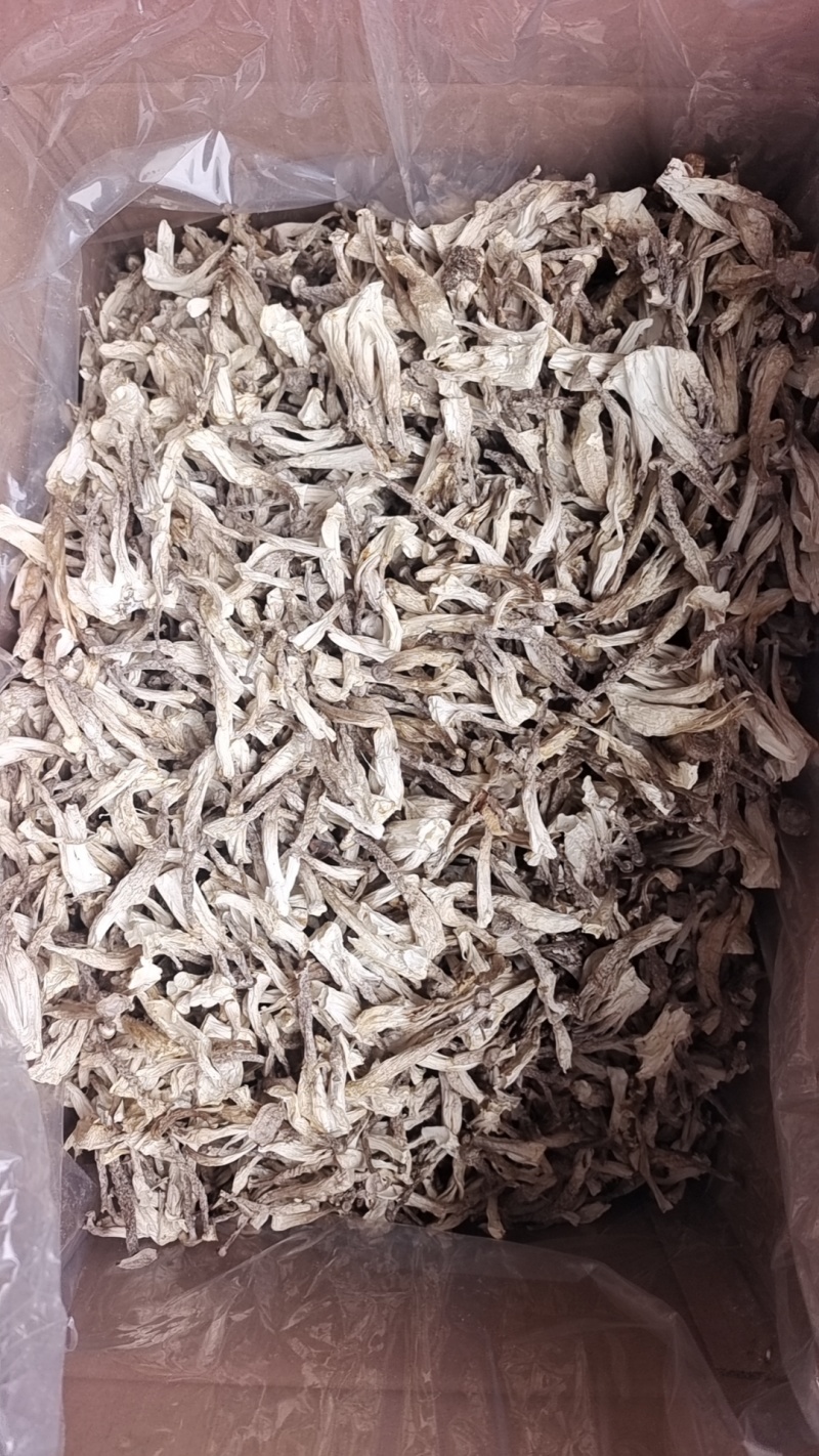 厂家货源新货切根鹿茸菇鹿茸菌各种规格电商货产地直发
