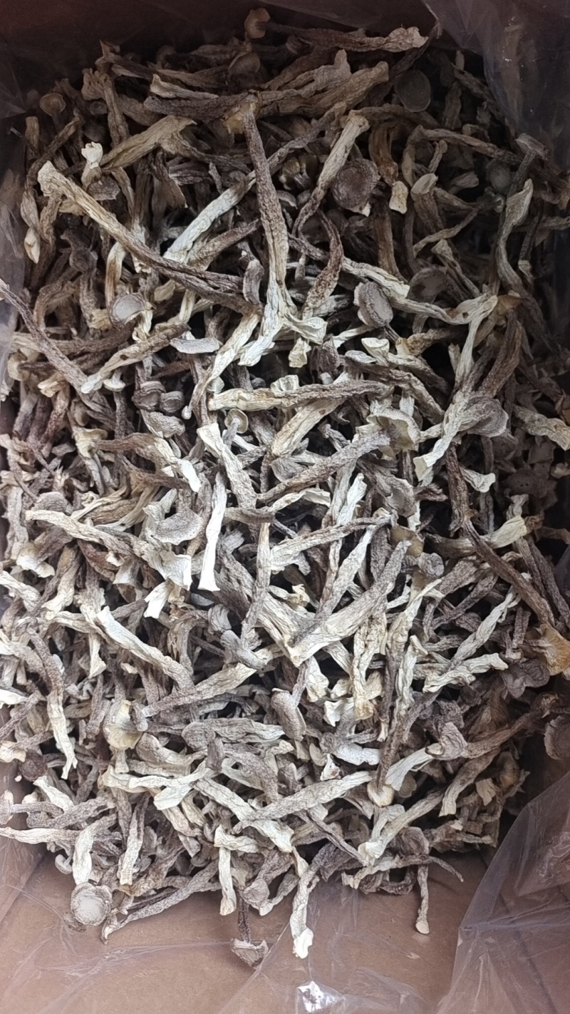 厂家货源新货切根鹿茸菇鹿茸菌各种规格电商货产地直发