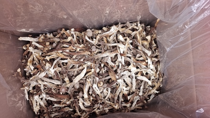 厂家货源新货切根鹿茸菇鹿茸菌各种规格电商货产地直发