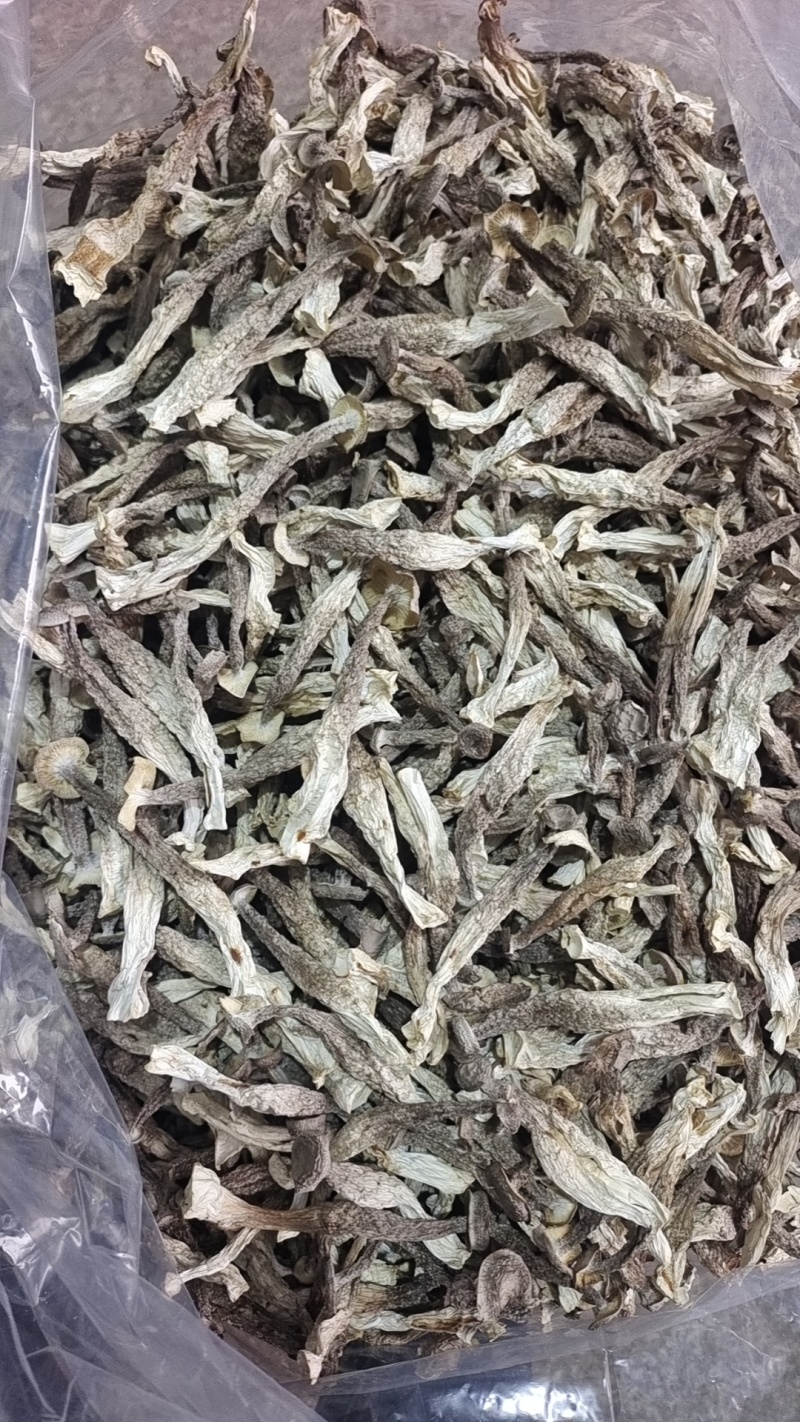 厂家货源新货切根鹿茸菇鹿茸菌各种规格电商货产地直发