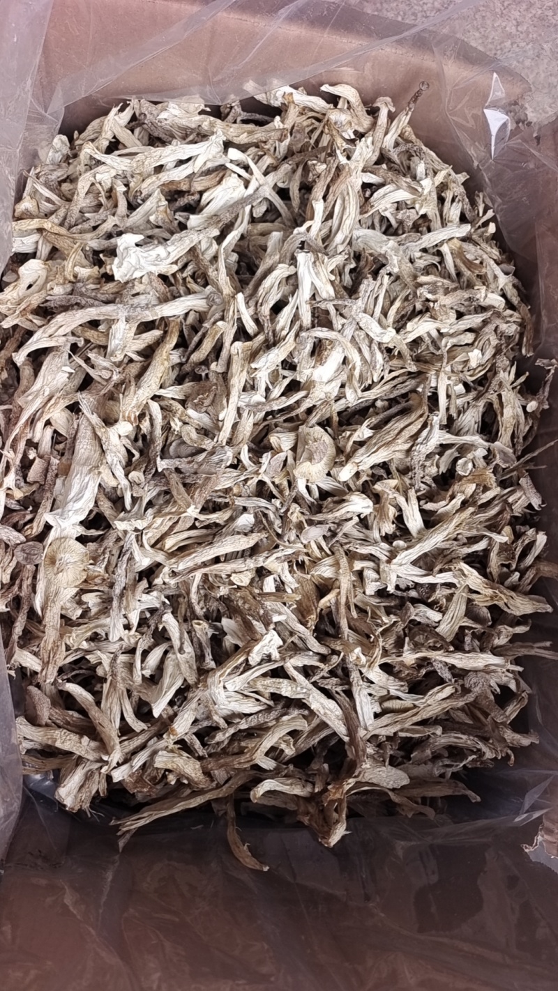 厂家货源新货切根鹿茸菇鹿茸菌各种规格电商货产地直发