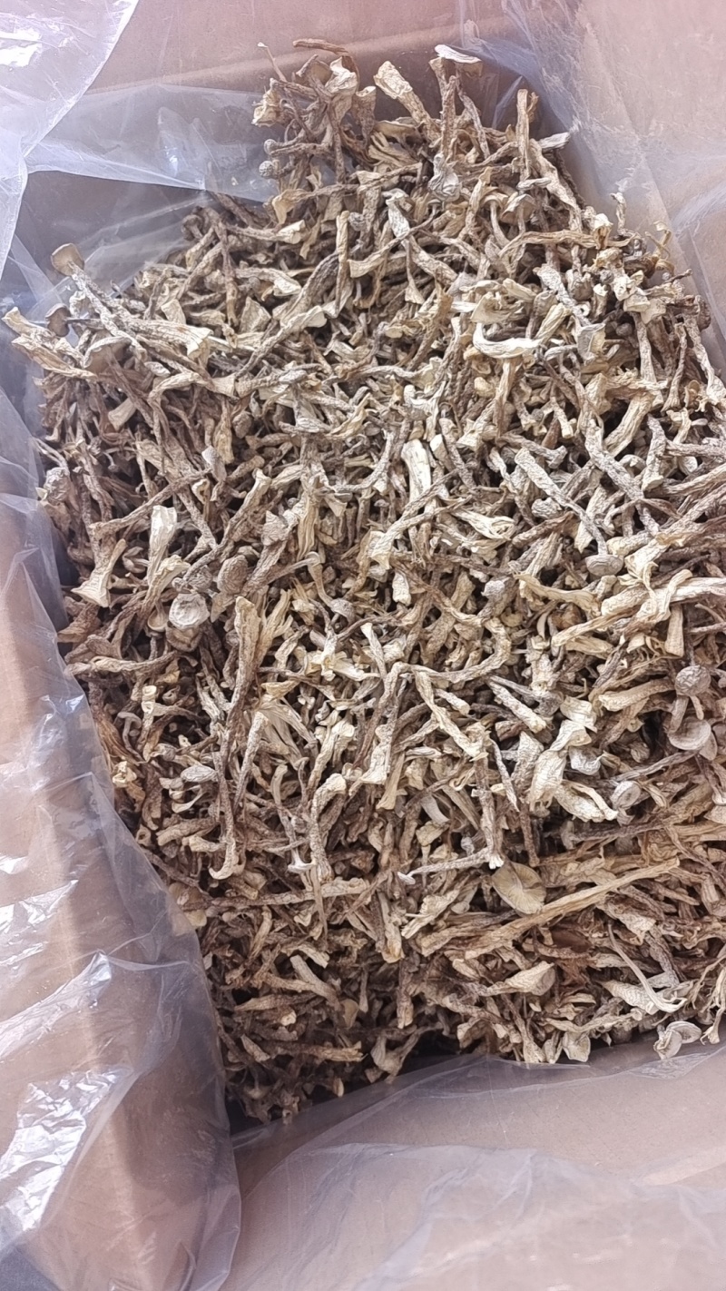 厂家货源新货切根鹿茸菇鹿茸菌各种规格电商货产地直发