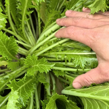 【视频看货】雪菜，雪里红大量上市/对接加工厂批发市场/