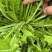 【视频看货】雪菜，雪里红大量上市/对接加工厂批发市场/