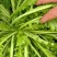 【视频看货】雪菜，雪里红大量上市/对接加工厂批发市场/