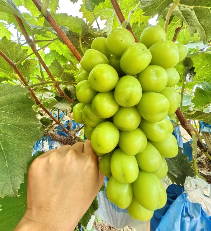 【畅销推荐】陕西万亩阳光玫瑰基地对接商超社区团购电商等