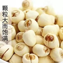 《白莲子》江西莲子/红白莲子/产地对接全国发货/耐运输质量好