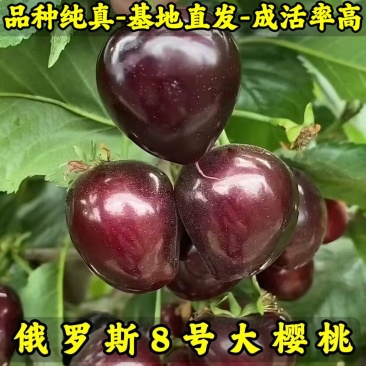 俄罗斯8号樱桃苗品种纯真基地直发根系发达成活率高