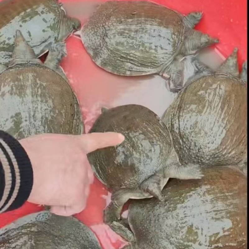 中华鳖纯公