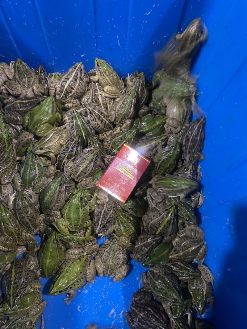 正宗养殖场地现抓现卖，场地直供没有任何套路