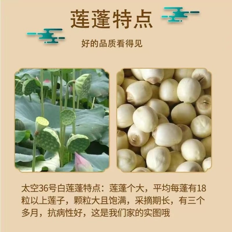 太空36号白莲种苗