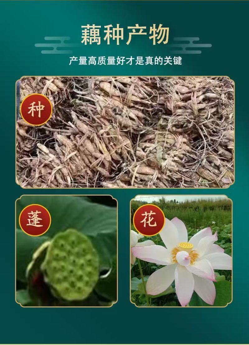太空36号白莲种苗