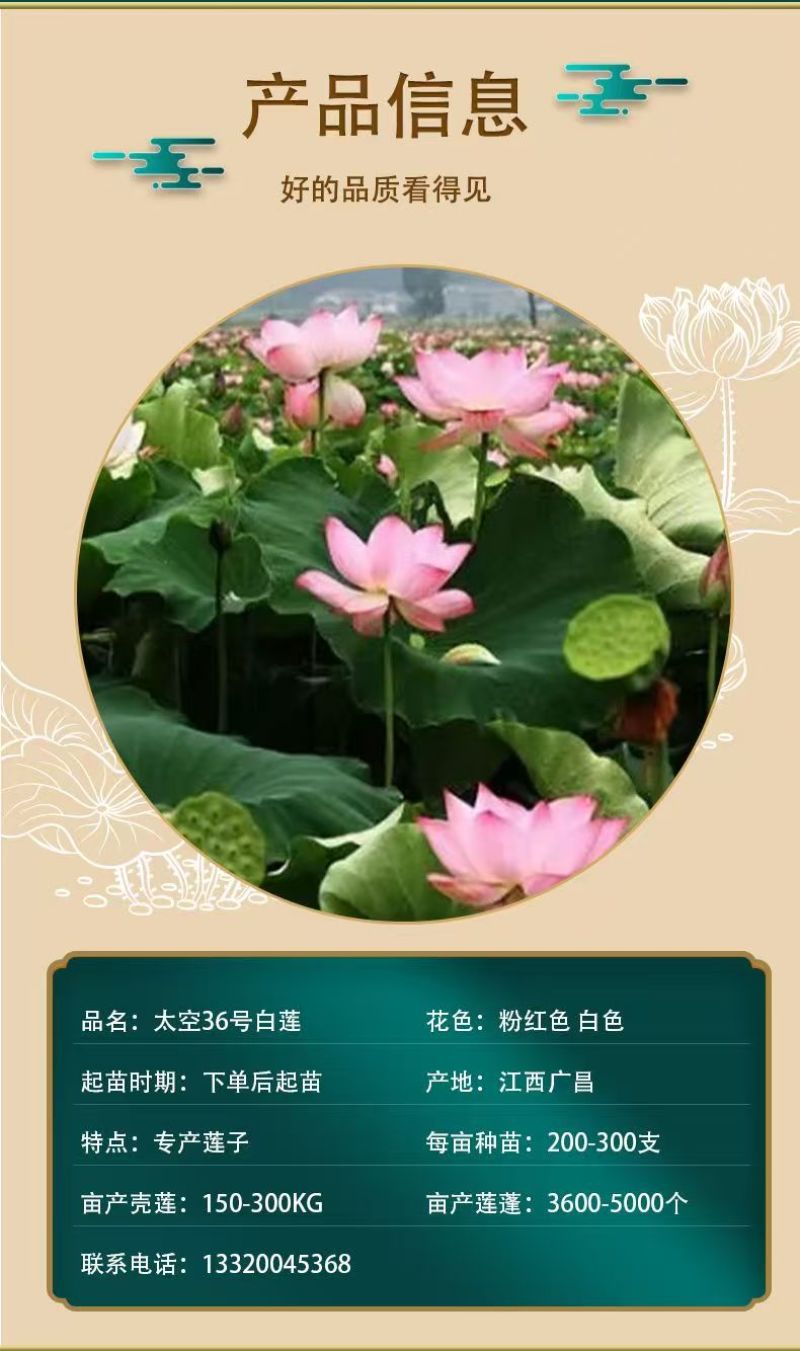 太空36号白莲种苗