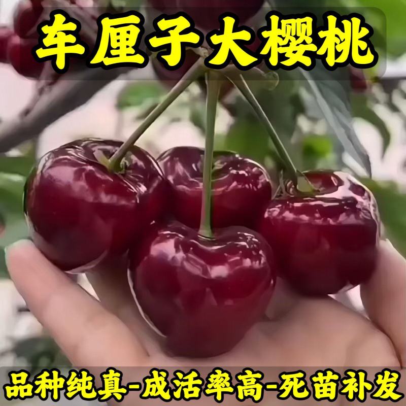 车厘子大樱桃苗矮化车厘子苗品种纯真基地直发成活率高
