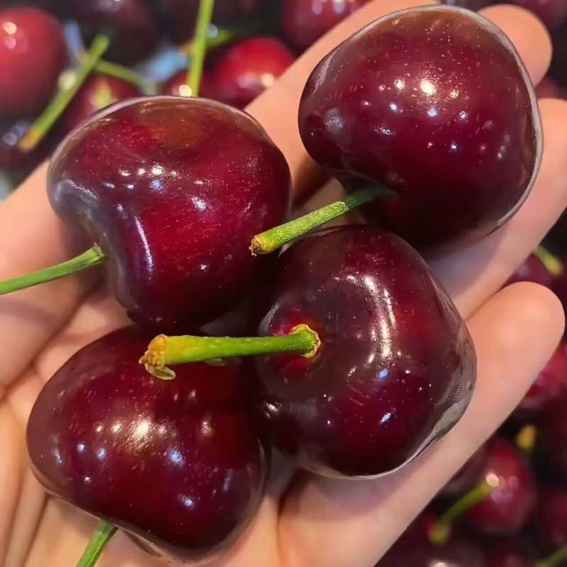 车厘子大樱桃苗矮化车厘子苗品种纯真基地直发成活率高
