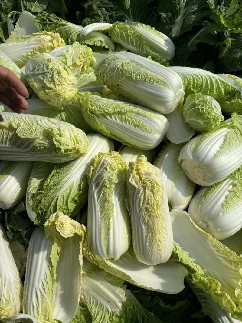 精品大娃娃菜通许冷库加工直发货源稳定代收代发全国