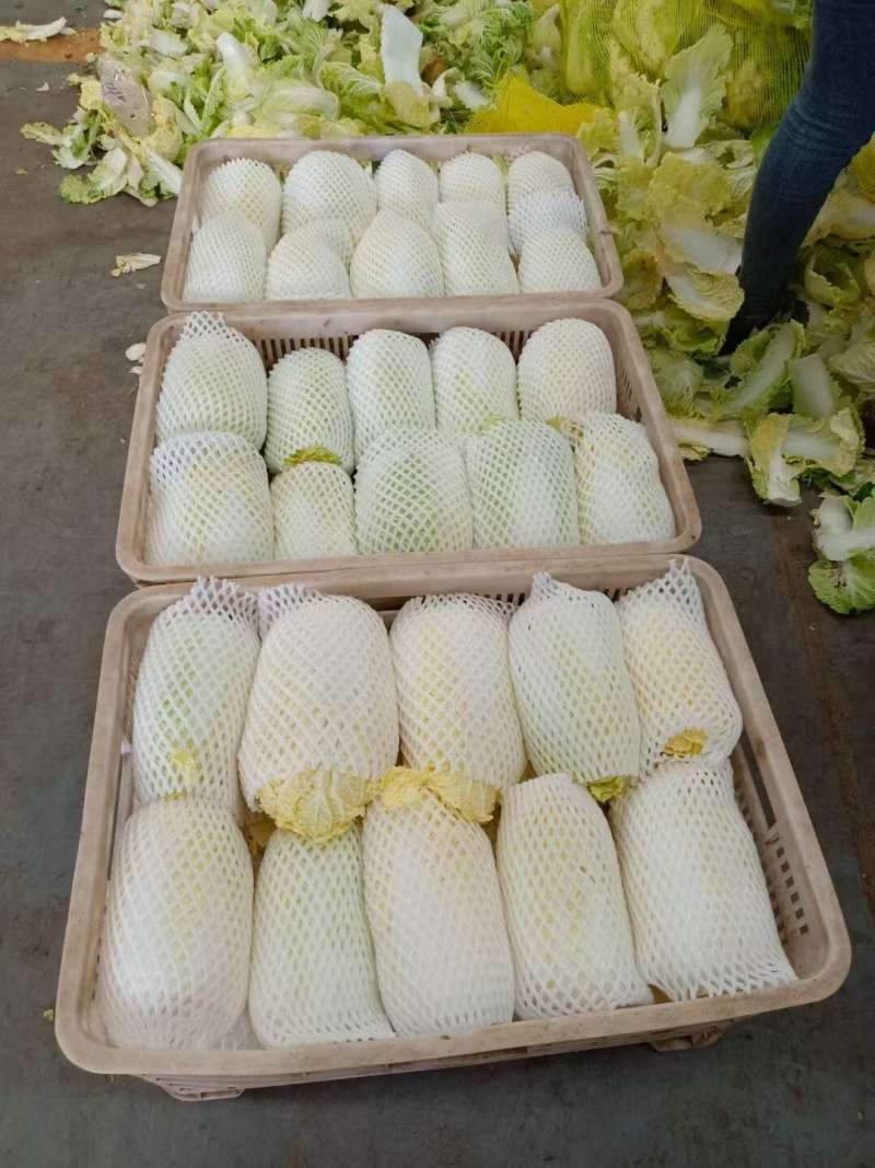 精品大娃娃菜通许冷库加工直发货源稳定代收代发全国
