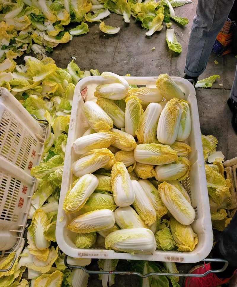精品大娃娃菜通许冷库加工直发货源稳定代收代发全国