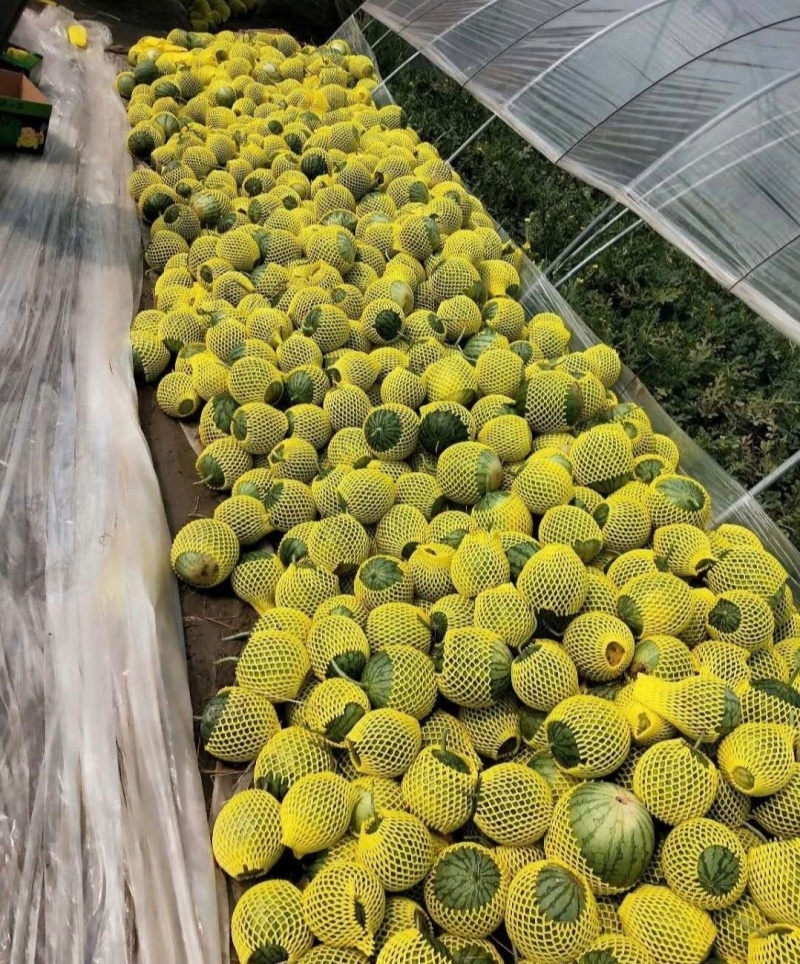 实力江苏特小凤西瓜黄心西瓜皮薄肉厚产地直供全国发货