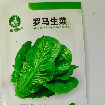 生菜种子-纤维少口感脆嫩微甜营养丰富高产稳产
