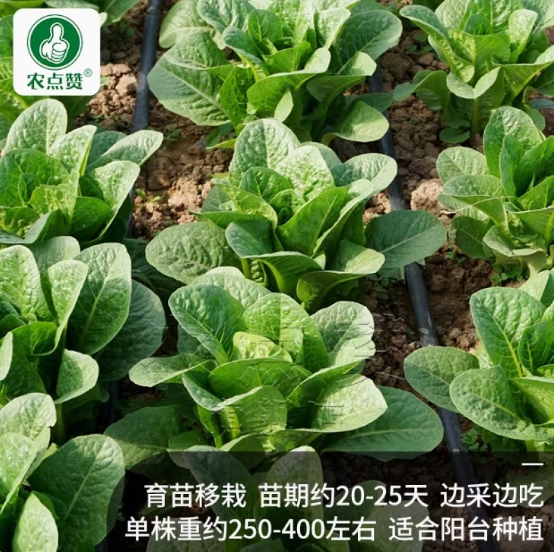 生菜种子-纤维少口感脆嫩微甜营养丰富高产稳产
