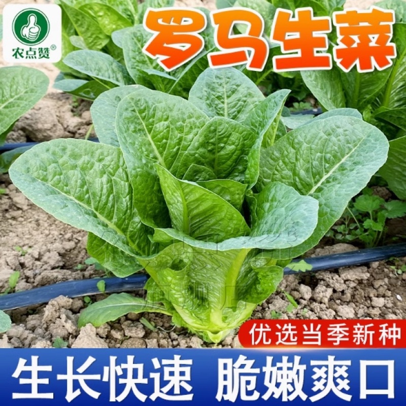 生菜种子-纤维少口感脆嫩微甜营养丰富高产稳产