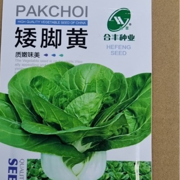 矮脚黄-小白菜种子耐热耐寒喜冷凉口感鲜美好吃好种