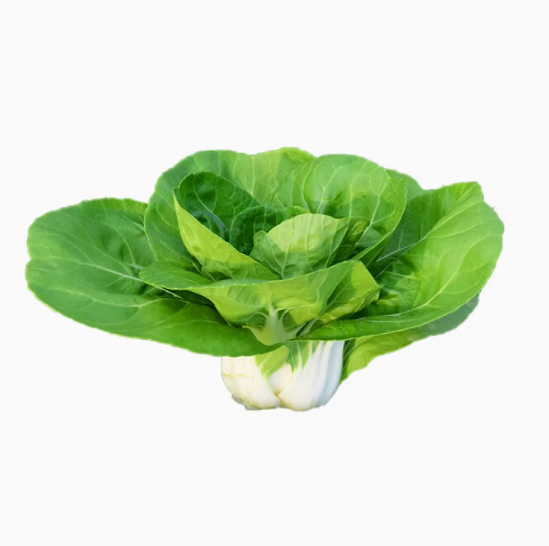 矮脚黄-小白菜种子耐热耐寒喜冷凉口感鲜美好吃好种