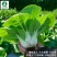 矮脚黄-小白菜种子耐热耐寒喜冷凉口感鲜美好吃好种