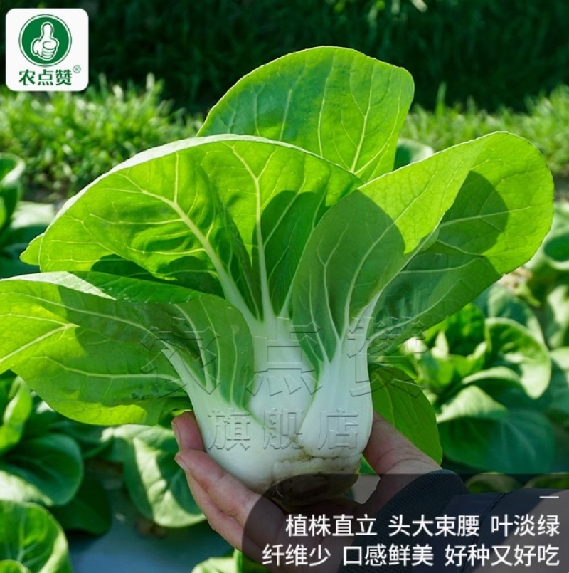 矮脚黄-小白菜种子耐热耐寒喜冷凉口感鲜美好吃好种