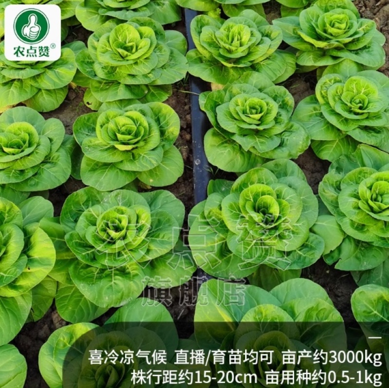 矮脚黄-小白菜种子耐热耐寒喜冷凉口感鲜美好吃好种