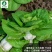 矮脚黄-小白菜种子耐热耐寒喜冷凉口感鲜美好吃好种