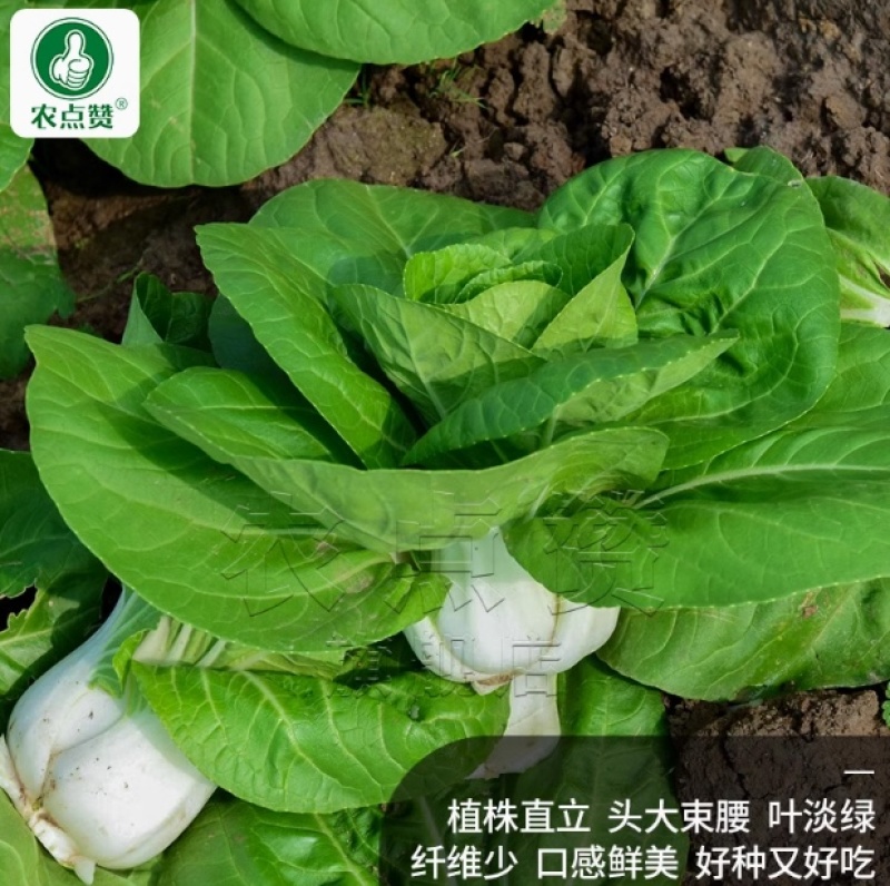 矮脚黄-小白菜种子耐热耐寒喜冷凉口感鲜美好吃好种