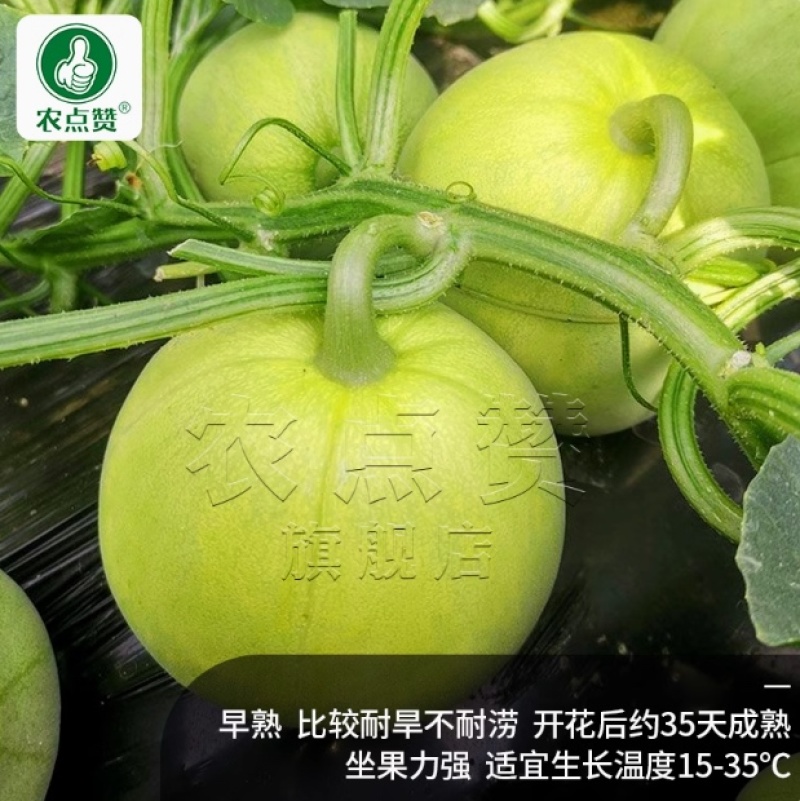 甜宝一号-冰糖甜瓜种子早熟耐旱丰产香脆可口