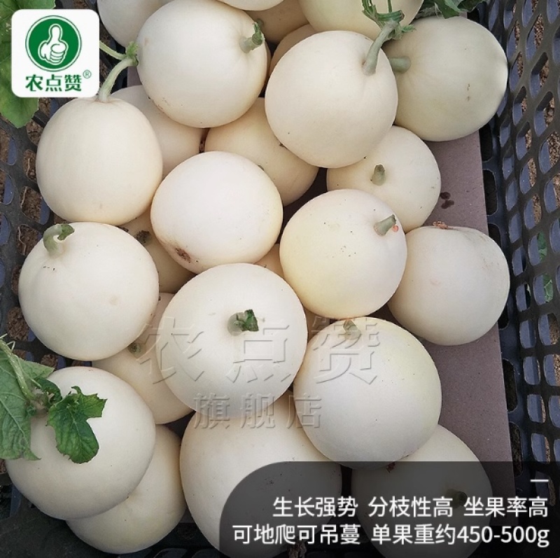 白甜1号-白甜瓜种子白皮早熟抗病香味浓郁肉质细腻